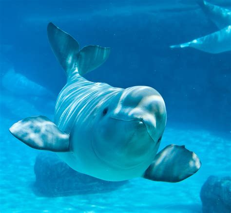 Pics Photos Cute Beluga Whale Pictures The Blue Beyond Pinterest