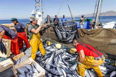 La Sobrepesca Es La Principal Amenaza Para Los Peces De Los Mares