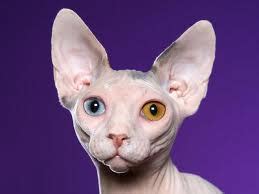 Strange Breeds Of Hairless Cats Outdoors Before It S News