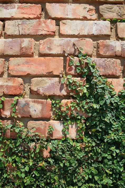 Creeper On Brick Wall Free Stock Photo Public Domain Pictures