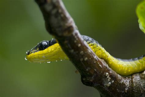 Green Tree Snake Pentax User Photo Gallery