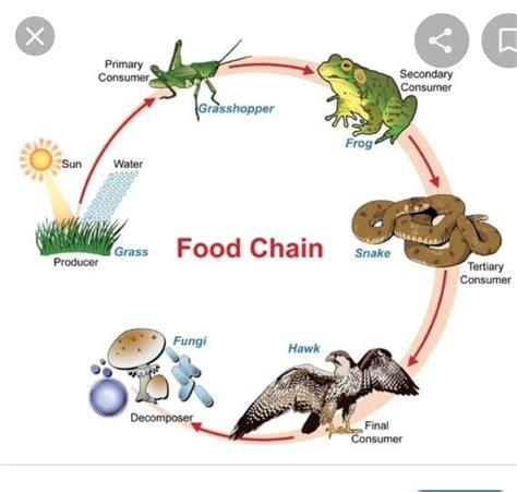 Food Chain Vs Food Web Venn Diagram