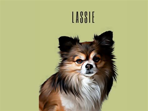 Custom Created Cartoon Effect Pet Portrait Lassie By Estine Mocke On