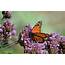 Western Monarch Day 2021 5 Ways To Celebrate Save The Iconic Butterflies