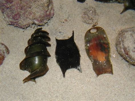 These Crazy Things Are Shark Eggs GAG