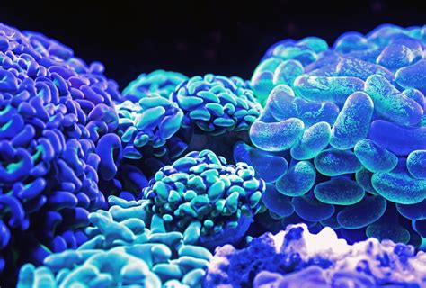 Blue Corals Photo Free Ocean Image On Unsplash