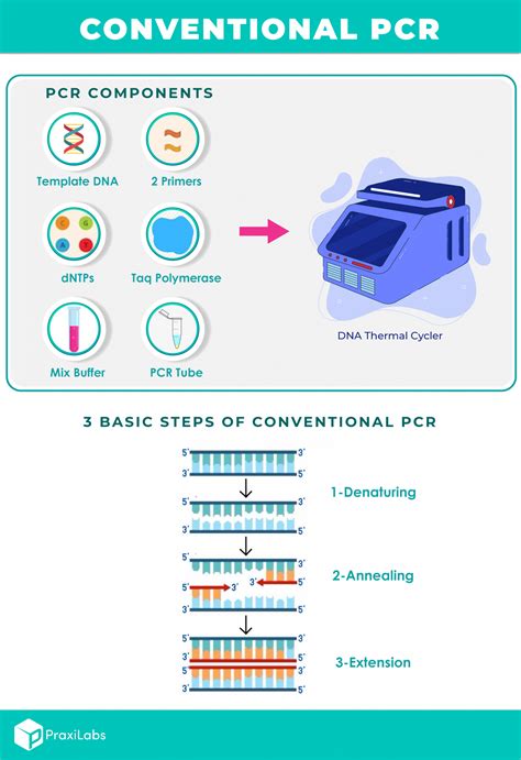 What Are The Three Basic Steps Of Conventional Pcr Praxilabs