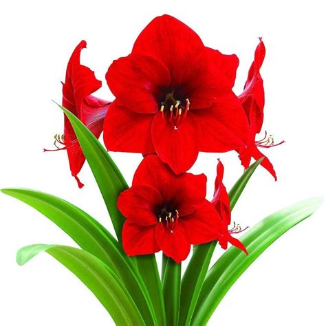 Ordered today = delivered tomorrow! Bloomsz 44 cm - 46 cm Mammoth Amaryllis Red Lion Bulb ...