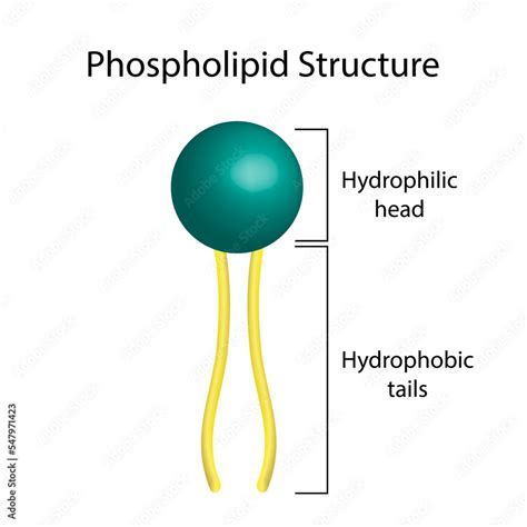Vetor Do Stock Phospholipid Molecule Structure Hydrophilic Head Which