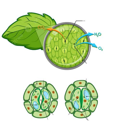 Diagram Showing Details Of Plant Cell Graphic Learning Biology Vector