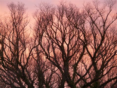 Free Images Tree Branch Winter Sunrise Sunset Sunlight Leaf