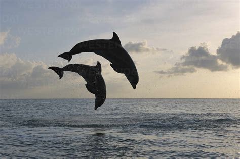 Silhouettes Of Pair Of Bottle Nosed Dolphins Tursiops Truncatus
