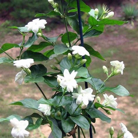 It is often called jasmine flower tea. Jasminum sambac, Mogra, Arabian Jasmine - Plant » Go Garden