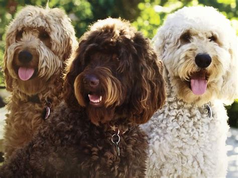 You can find new free android games and apps. Goldendoodle coloring, Download Goldendoodle coloring for ...