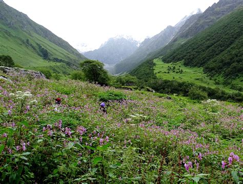 Scenic Flower Valley Of India That Must Be Visit Once