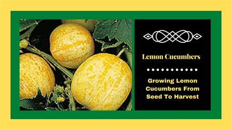 Lemon Cucumbers Growing Lemon Cucumbers From Seed To Harvest Youtube