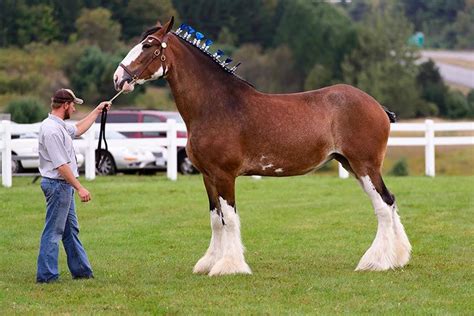 The Tallest Horse In The World