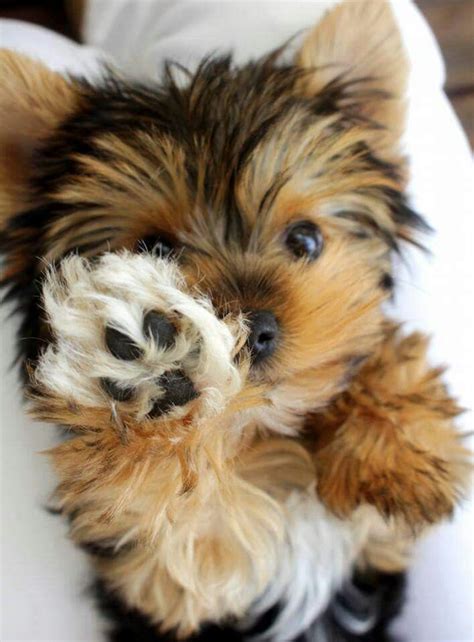 Maybe you would like to learn more about one of these? Yorkies are seriously the cutest puppies in the world ...