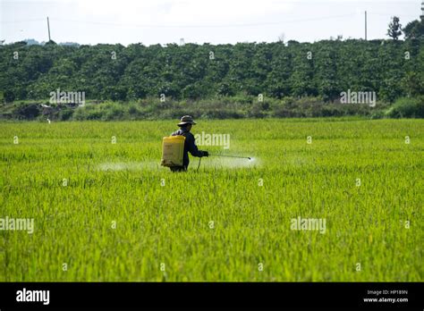 Farmer Spraying Pesticide On Rice Field Stock Photo Alamy