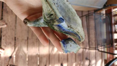 Blue Bruising Mushroom Found In Arkansas Is It
