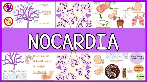 Nocardia Microbiology Morphology Pathophysiology Symptoms Diagnosis