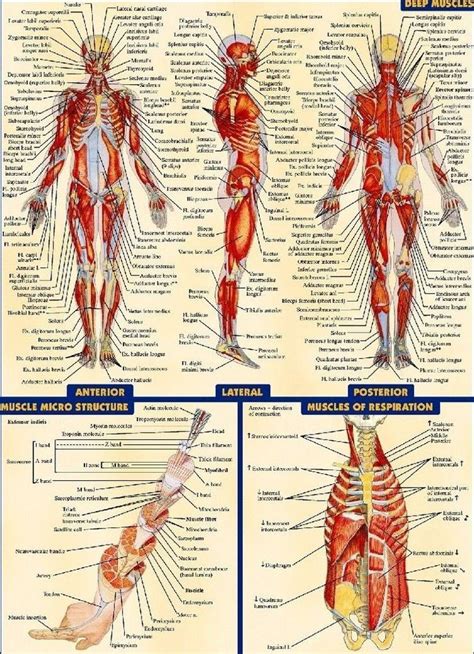 Human Anatomy All System Body Map Poster X Decor Ebay Human Anatomy Systems