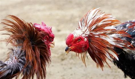 We did not find results for: Best Cock Fighting Stock Photos, Pictures & Royalty-Free ...