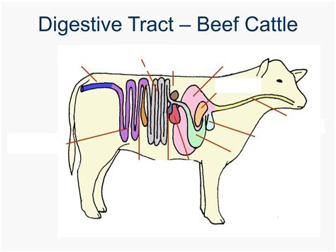 Cattle Digestive System Diagram Quizlet