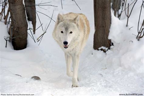 Gray Wolf Facts Discover One Of The Worlds Best Known Predators