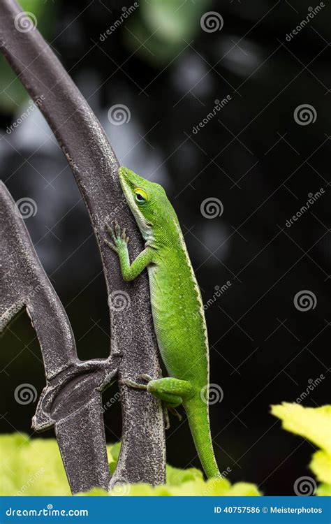 Green Anole Lizard Anolis Carolinensis Stock Photo Image Of Gecko