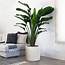 11 Best Large Indoor Plants To Change Your Home Environment
