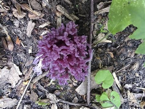 Minnesota Seasons Violet Coral Fungus