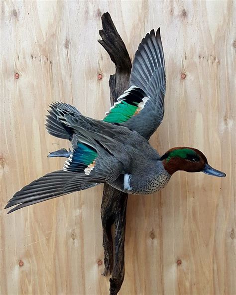 Greenwing Teal Duck Mount Waterfowl Taxidermy Duck Mount Bird Taxidermy