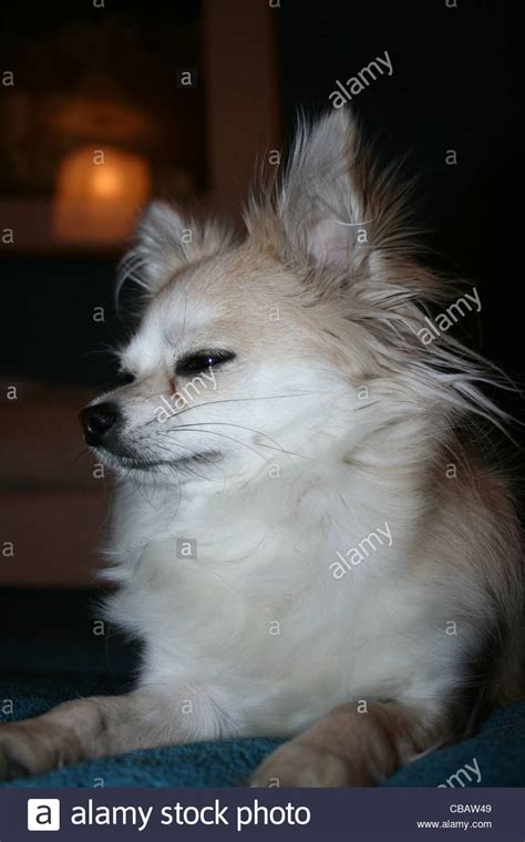Black Long Hair Chihuahua High Resolution Stock Photography And Images