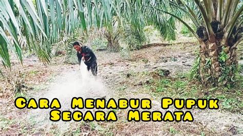 Maybe you would like to learn more about one of these? CARA MEMUPUK POHON KELAPA SAWIT DITANAH GAMBUT - YouTube