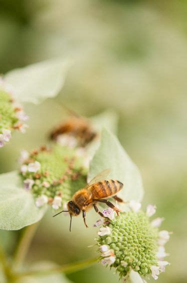 Honey Bees On Mountain Mint Plant Honey Bee On Mountain Mint Mint