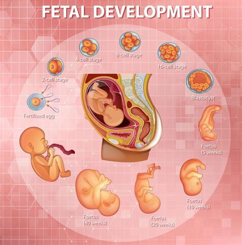 Descargar Etapas Del Desarrollo Embrionario Humano Gratis Etapas Del