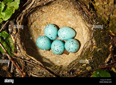 Song Thrush Turdus Philomelos The Nest Of Bird With Five Blue Eggs