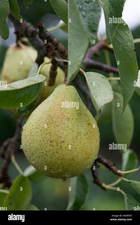 French Variety Of Peardoyenne Du Comice Growing During The Month Of
