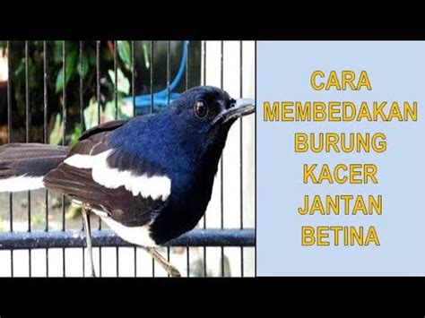 Bebek mottled, baik jantan dan betina, memiliki warna bulu yang sama sehingga sulit membedakannya jika berdasarkan bulu saja.7 x teliti warna paruh bisa menjadi petunjuk lain untuk membedakan bebek jantan dan betina. Cara Membedakan Burung Kacer Jantan Dan Betina - YouTube