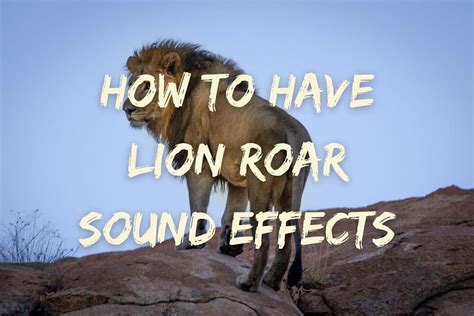 How To Have A Lion Roar Sound Effect With You Guide 2023