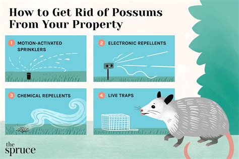 How To Get Rid Of Possums In The Roof Home Design Ideas
