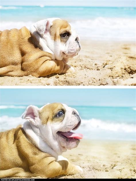 «tank» french bulldog puppy with his best friend bunny rabbit «thumper». Bulldog Puppy At The Beach - A Place to Love Dogs ...