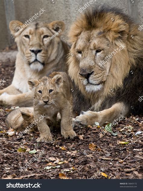 Free photo: Lion Family - Animal, Family, Jungle - Free Download - Jooinn