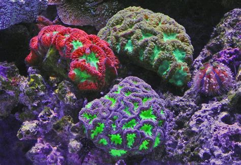 7 Surprising Reasons Why Corals Are Awesome And 7 Things You Can Do To