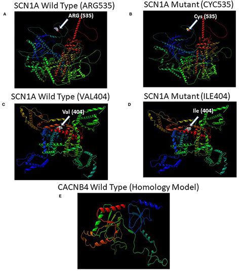 Frontiers Whole Exome Sequencing Identifies Novel Scn1a And Cacnb4