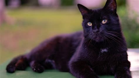 Cute Black Cat Lying Down On Floor Staring At The Camera In A Blur