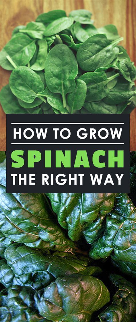 How To Grow Spinach The Right Way