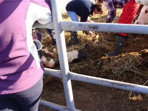 Symbolem top jsou označeny nabídky, které si uživatelé zaplacením zvýhodnili. Newborn baby cow.