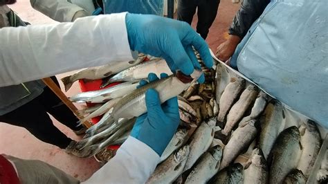 Sociedad Nacional De Pesquería Recomendó Más Consumo De Jurel Y Caballa